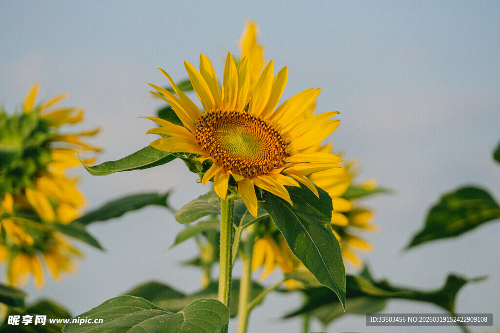 阳光下的灿烂向日葵