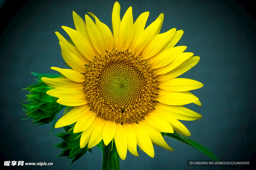 单朵向日葵特写