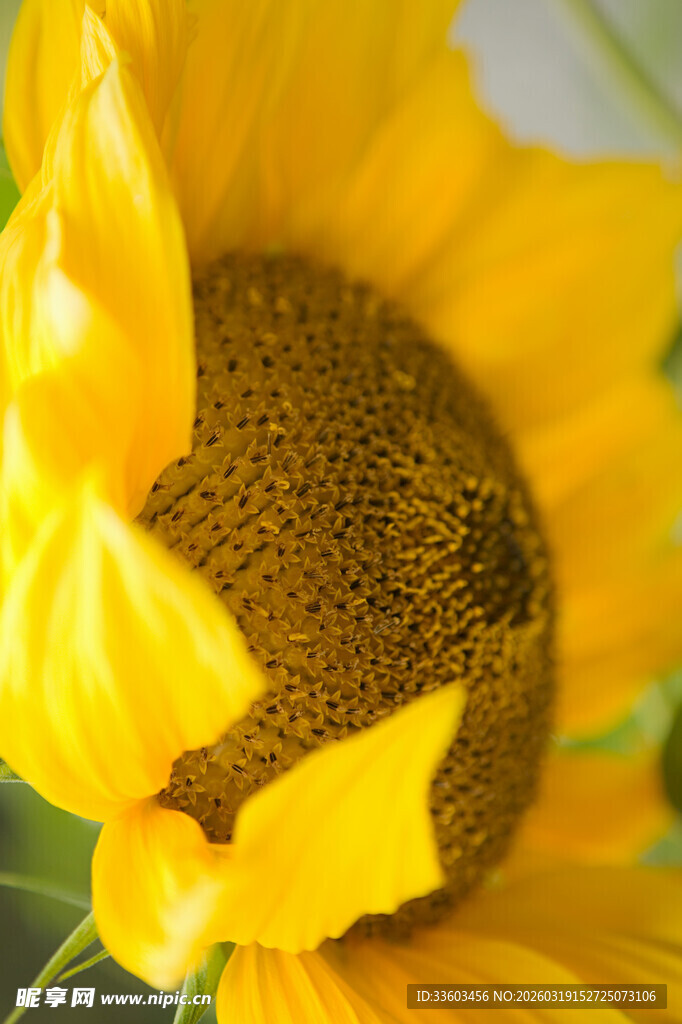 绽放的向日葵特写