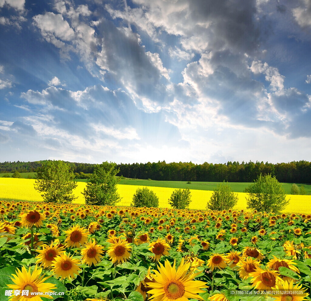 金黄向日葵田与蓝天白云