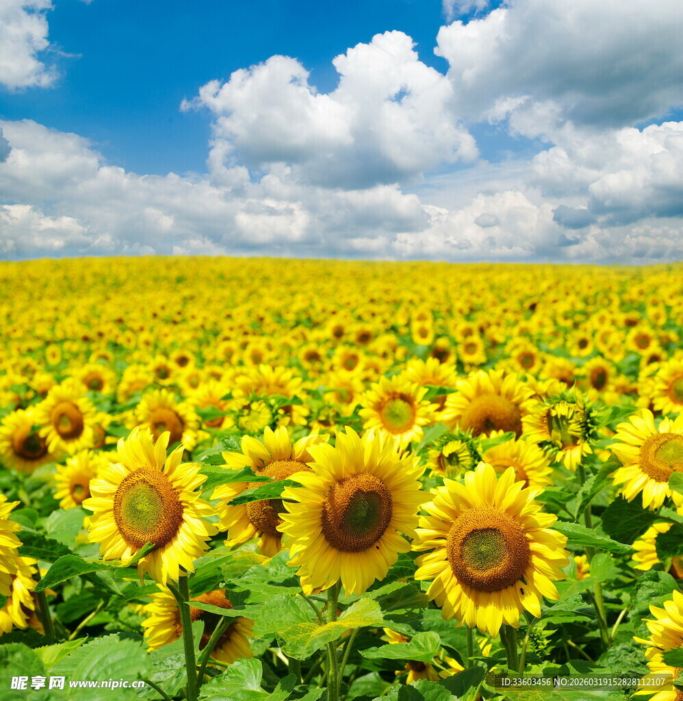 金黄向日葵花海蓝天白云