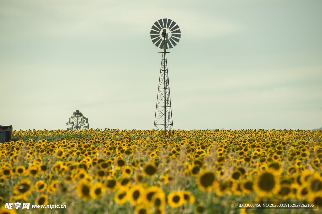向日葵田中的风车景观