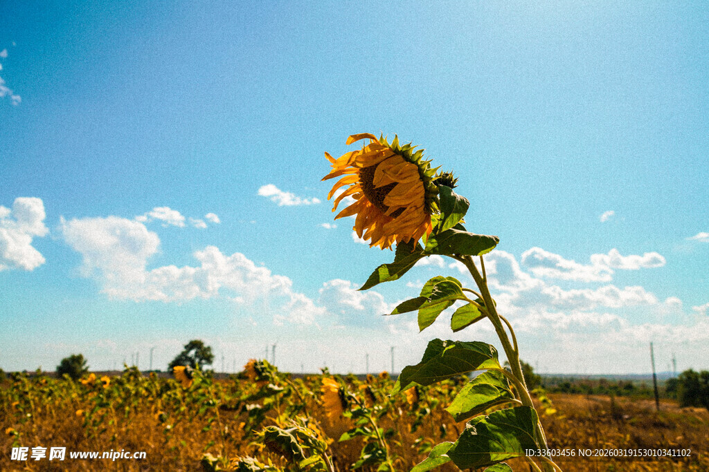 阳光下的向日葵