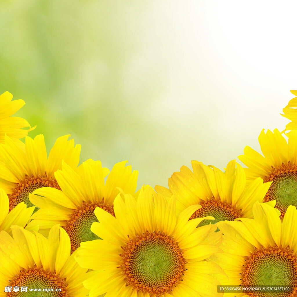 黄色向日葵绽放的美丽