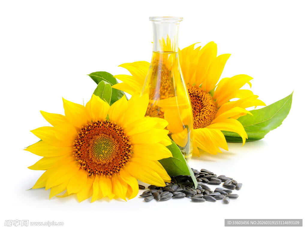 向日葵与实验器材的组合