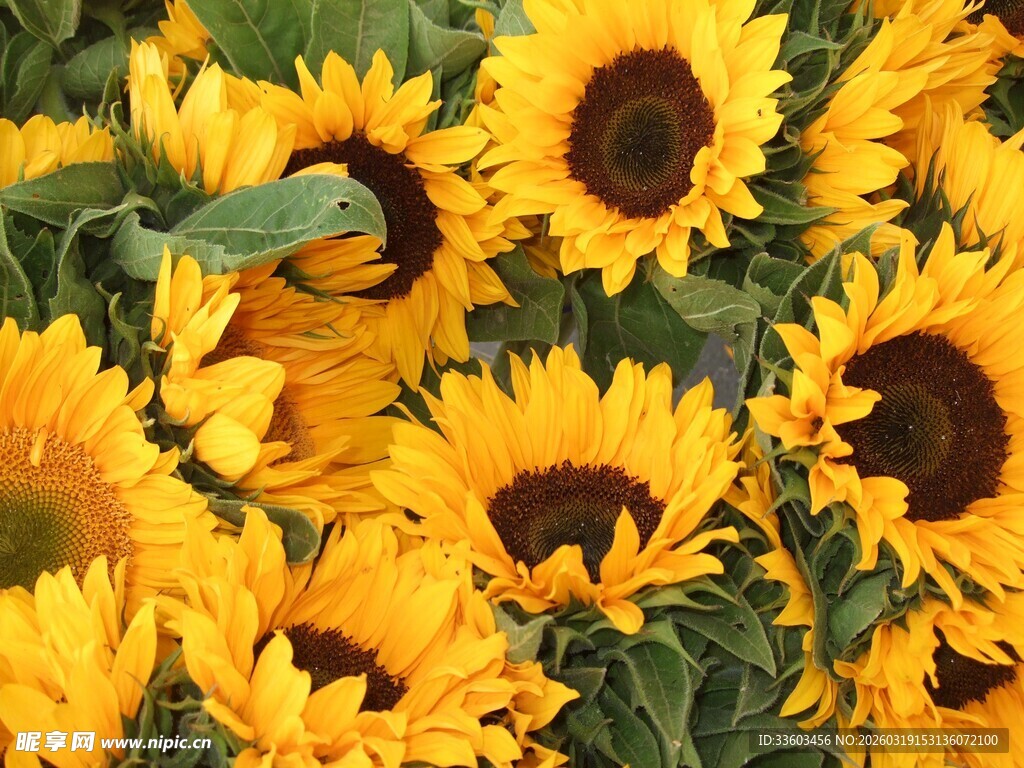 绽放的灿烂向日葵花海