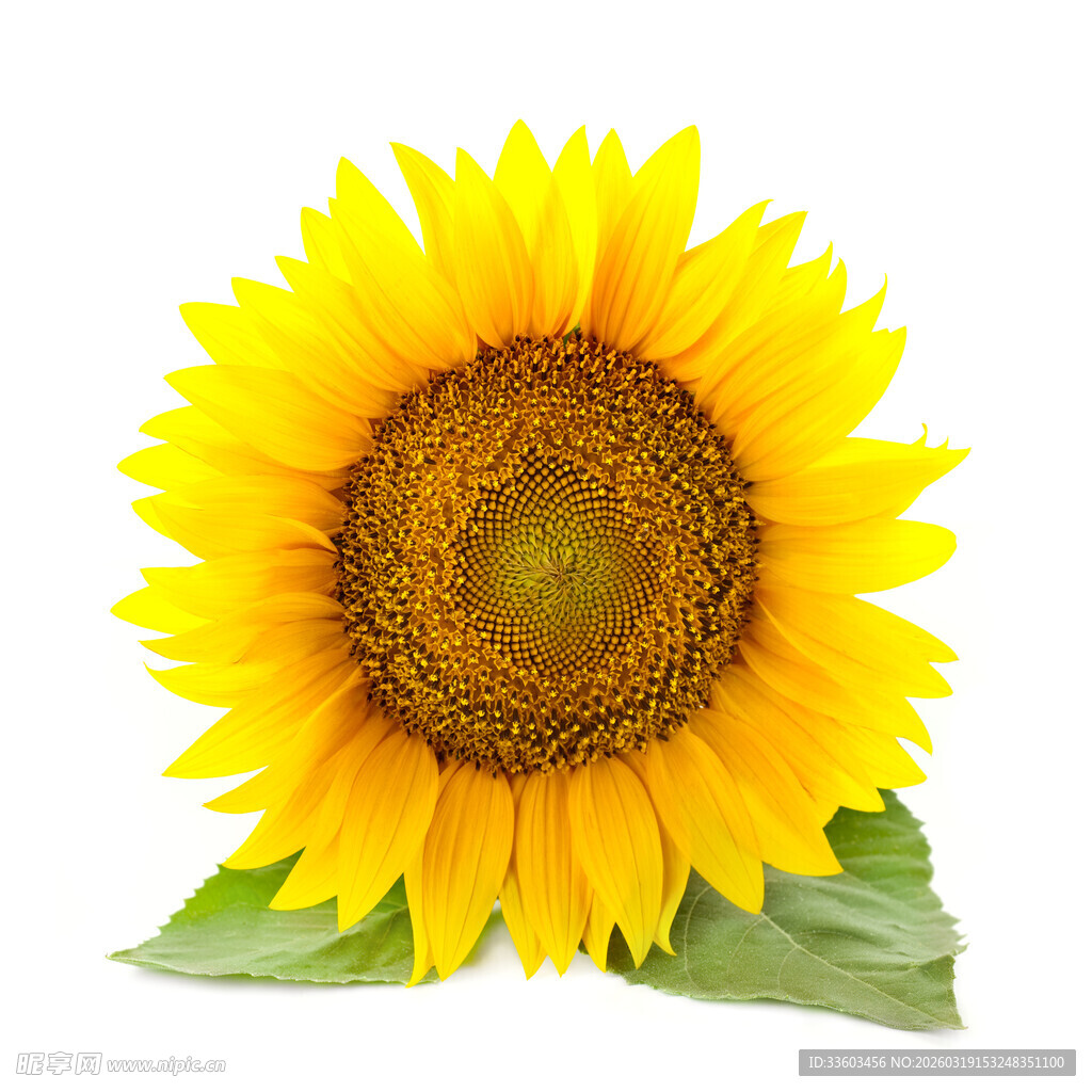 单朵向日葵绽放