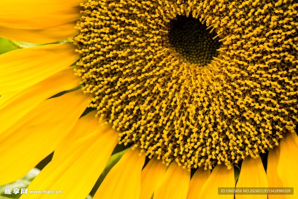 绽放的向日葵花