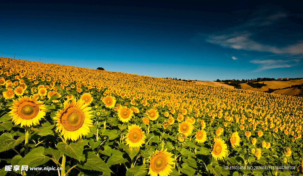 金色向日葵花海美景
