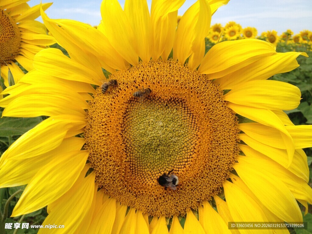 向日葵上的蜜蜂特写