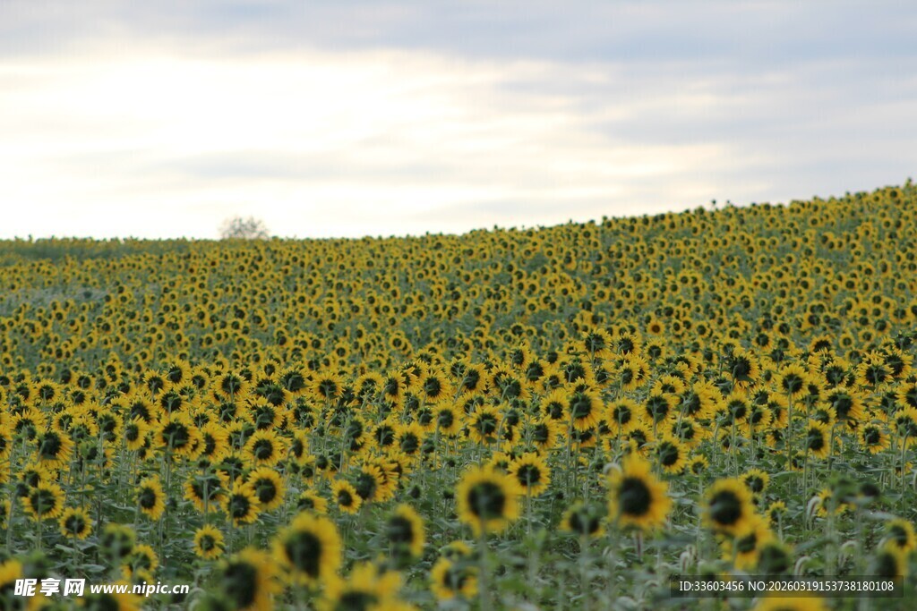 金色向日葵花田美景