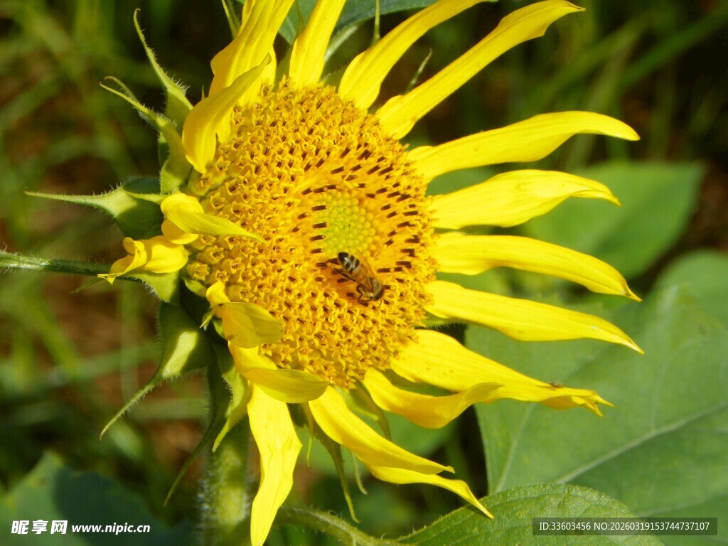 阳光下的向日葵与蜜蜂