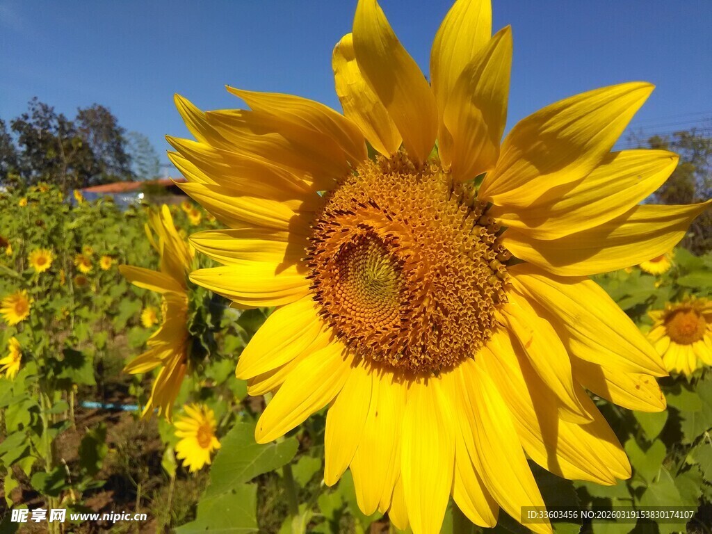 灿烂向日葵绽放于田野