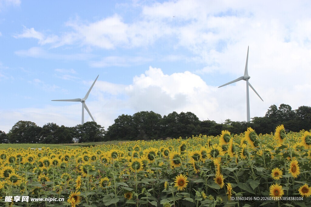 向日葵田中的风力发电机