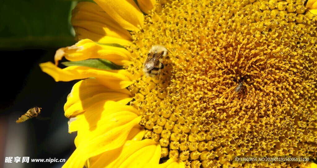 蜜蜂采蜜于向日葵上