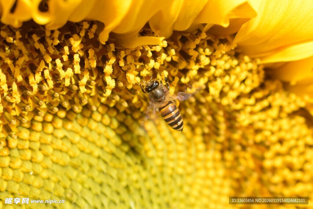 蜜蜂采蜜于金黄向日葵中