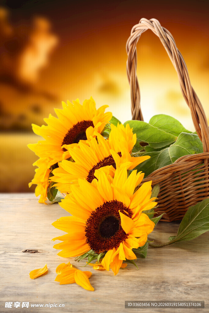 木桌上竹篮旁的向日葵