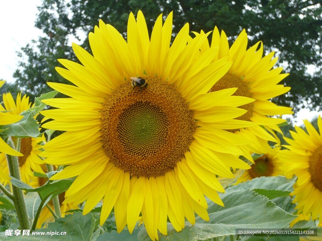 向日葵丛中蜜蜂采蜜