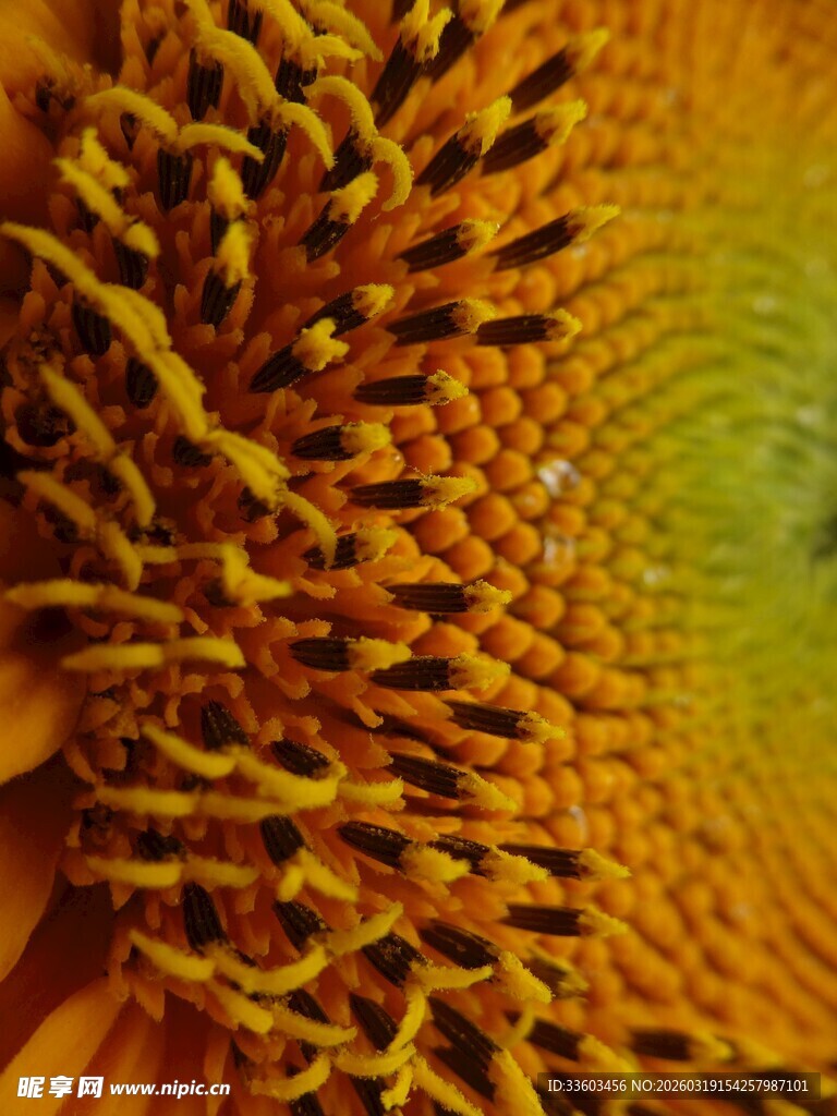 向日葵花蕊特写