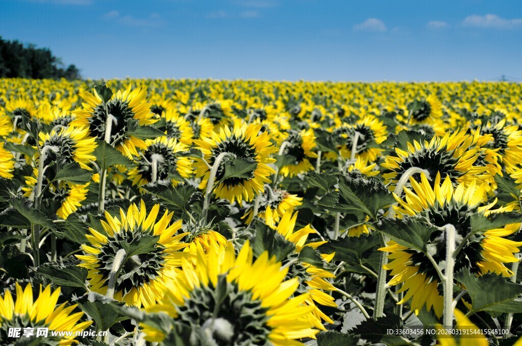 金黄向日葵花海