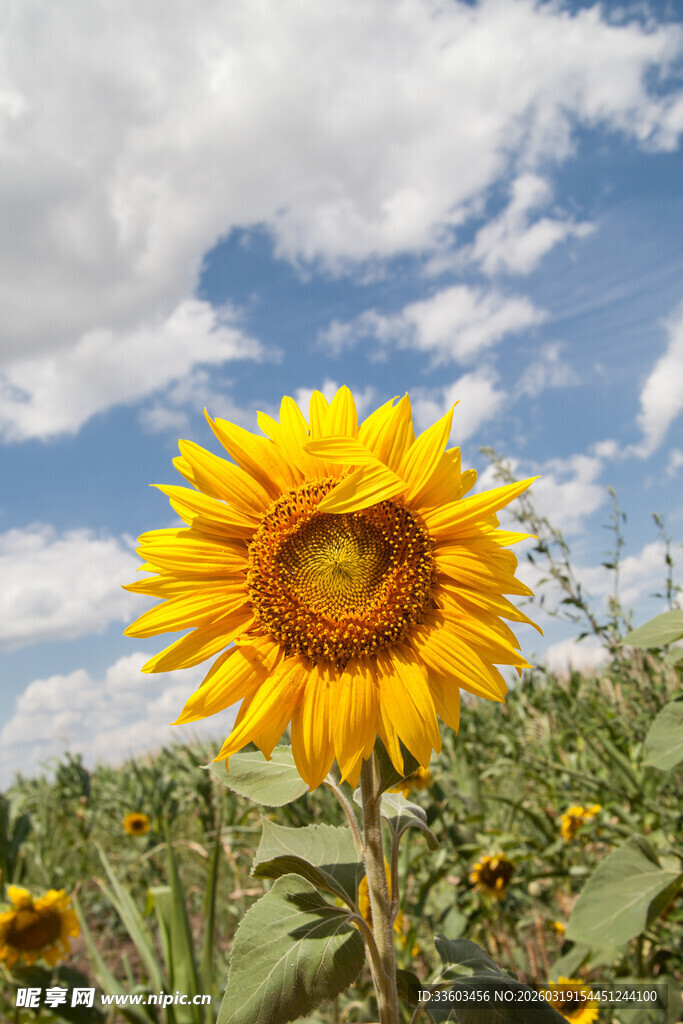 向日葵绽放于蓝天白云下