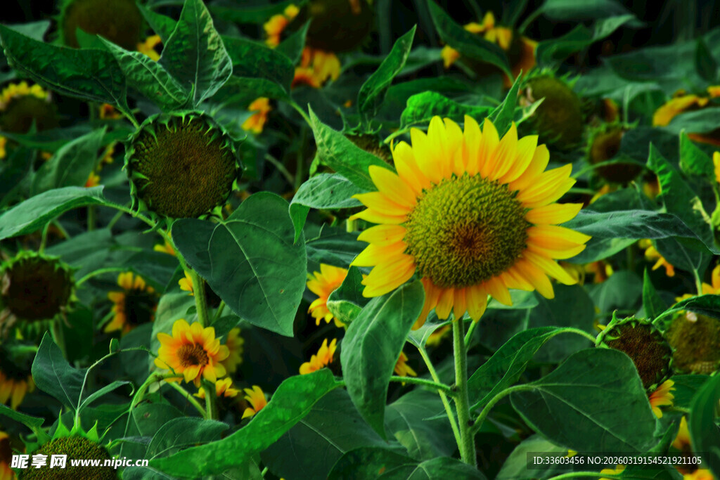 向日葵花海绽放生机