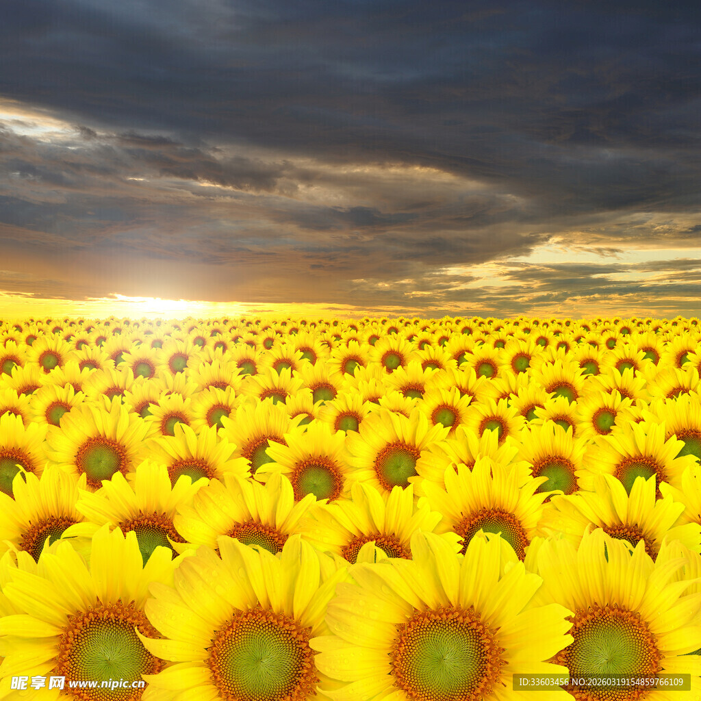 金色向日葵花海