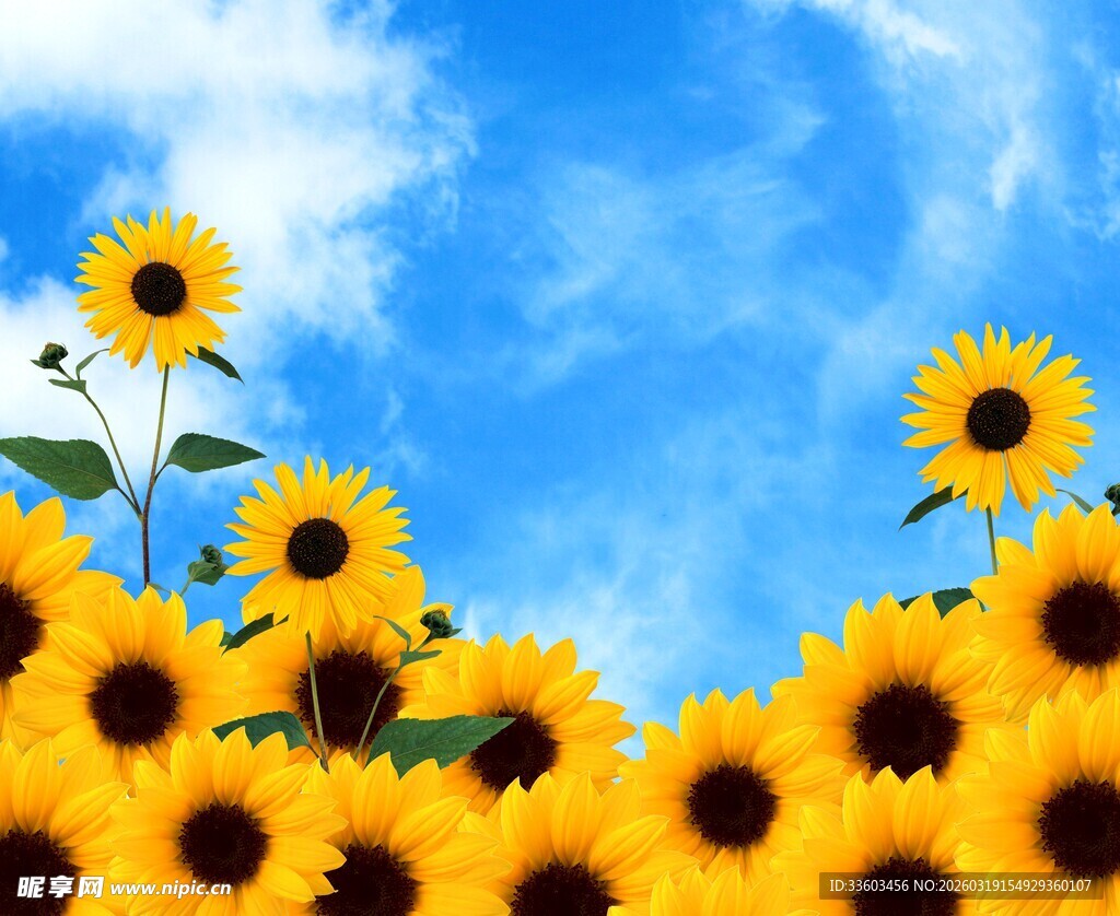 蓝天映衬下的向日葵花海