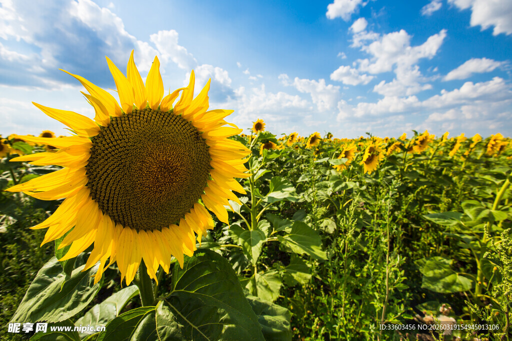 向日葵花海