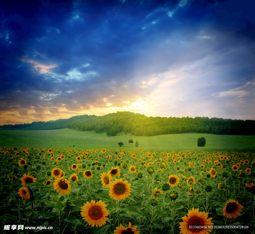 向日葵田野上的梦幻天空