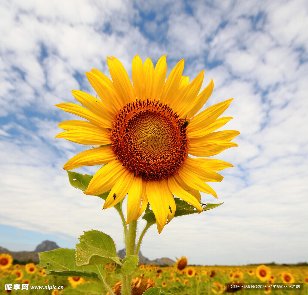 田野中绽放的灿烂向日葵