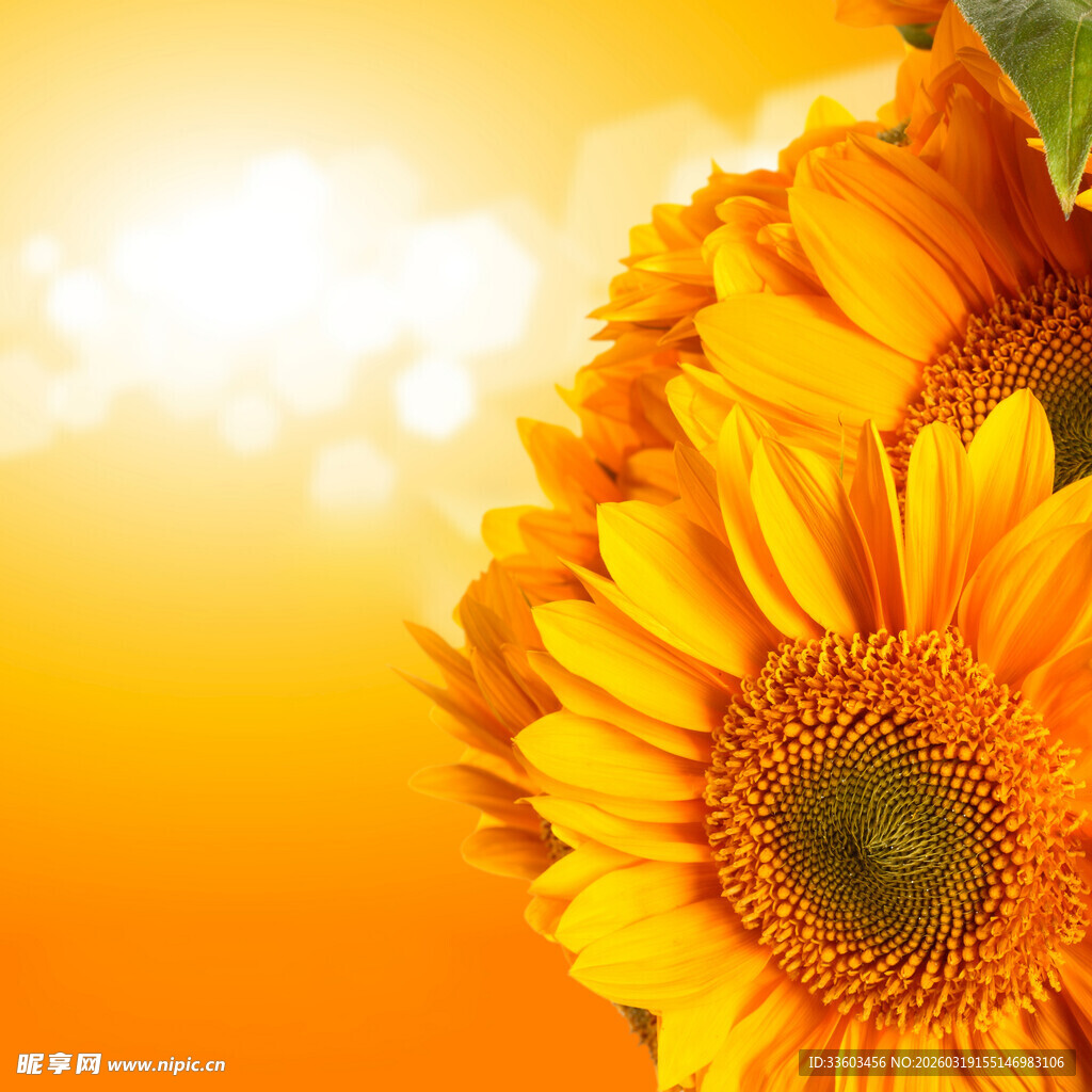 阳光下的灿烂向日葵