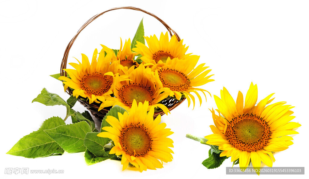 装满向日葵的精美篮子