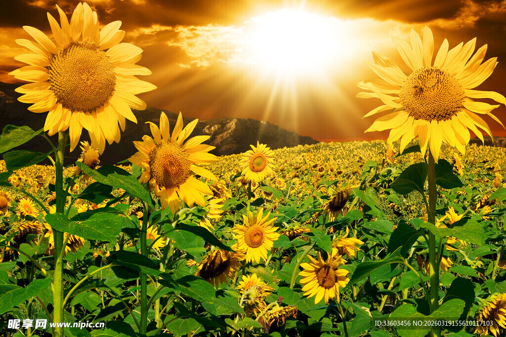 阳光照耀下的向日葵花海