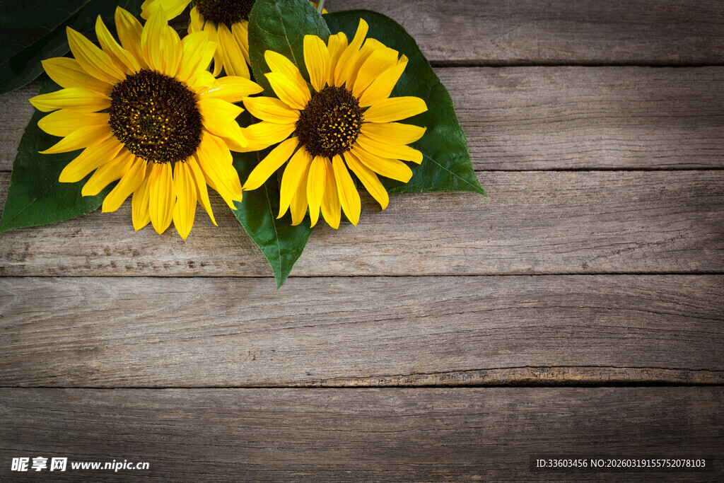 木底上的两朵向日葵