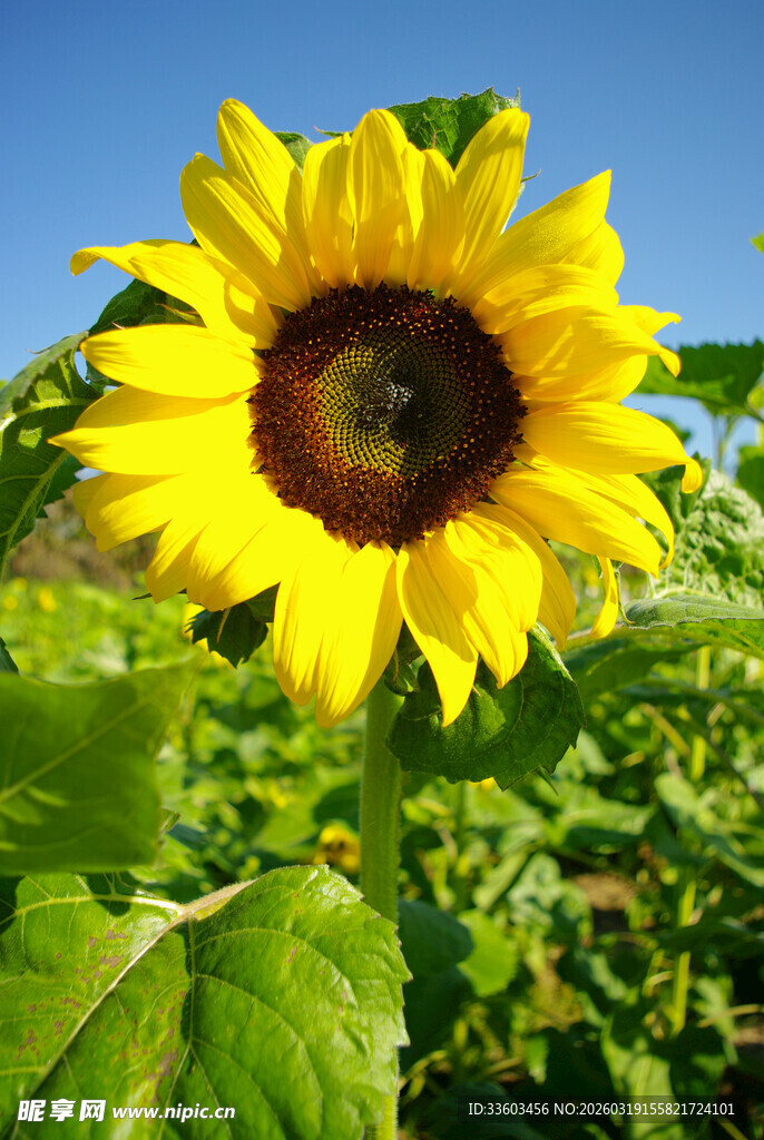阳光下的灿烂向日葵