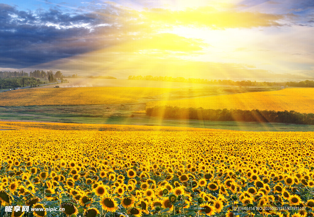 金色向日葵田的灿烂阳光