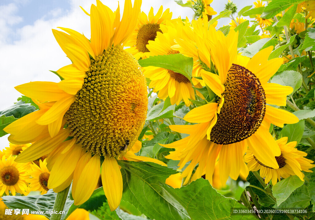 灿烂向日葵绽放于蓝天