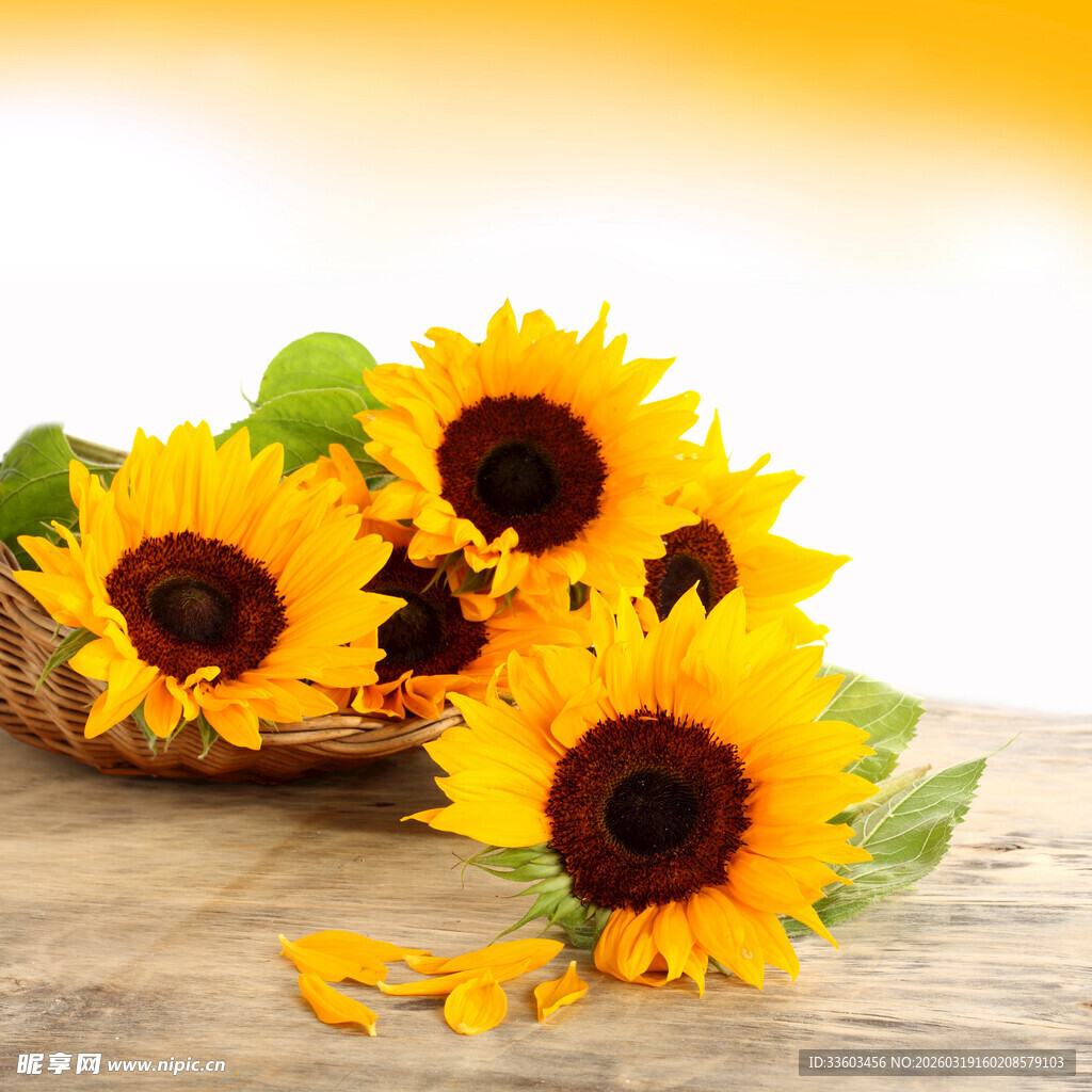 木桌上篮子里的向日葵
