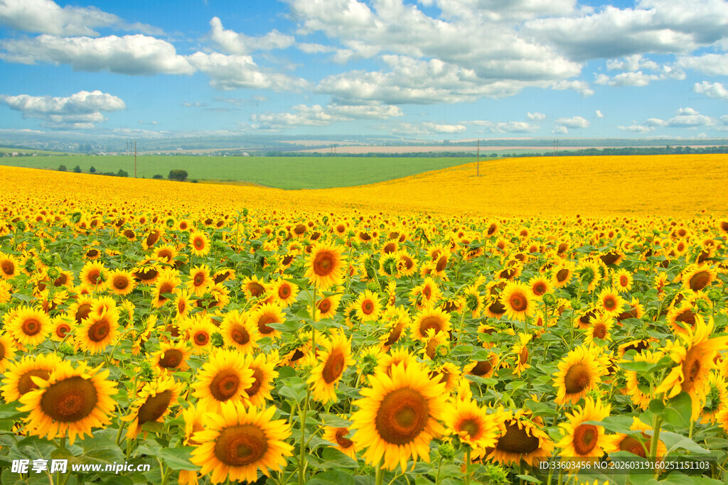 金色向日葵花海美景