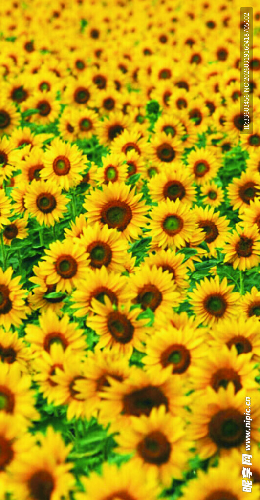 金色向日葵花海