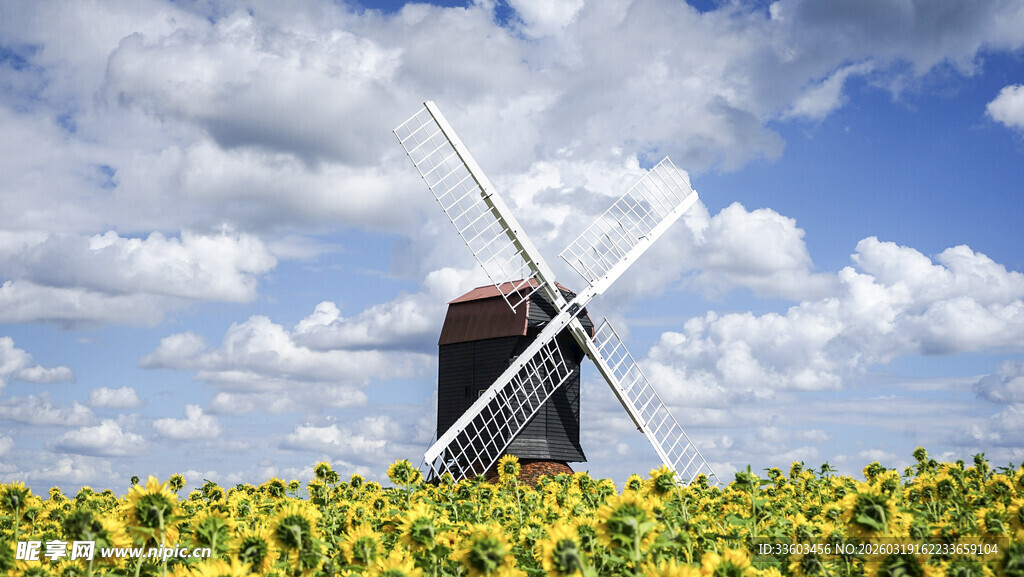 金黄花田中的古老风车