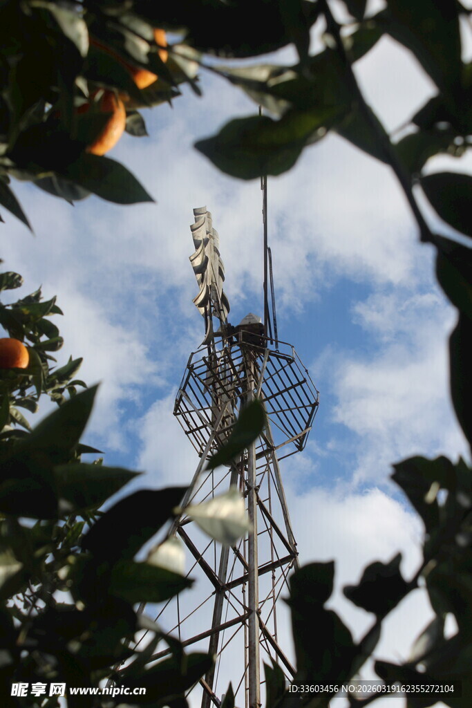 高耸铁塔隐于繁茂枝叶间