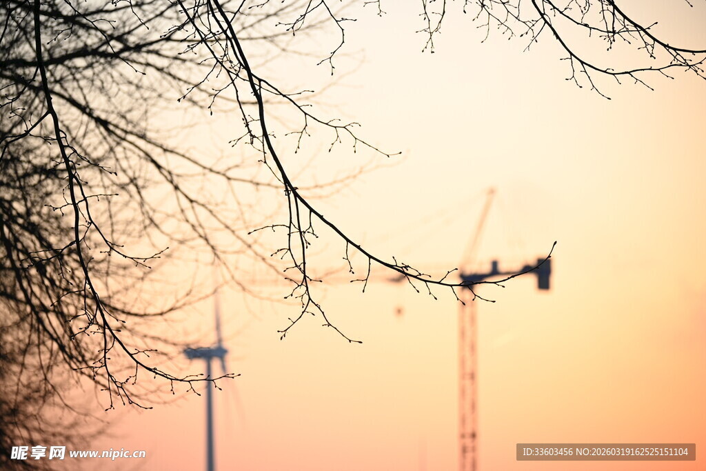 夕阳下的塔吊与光秃树枝