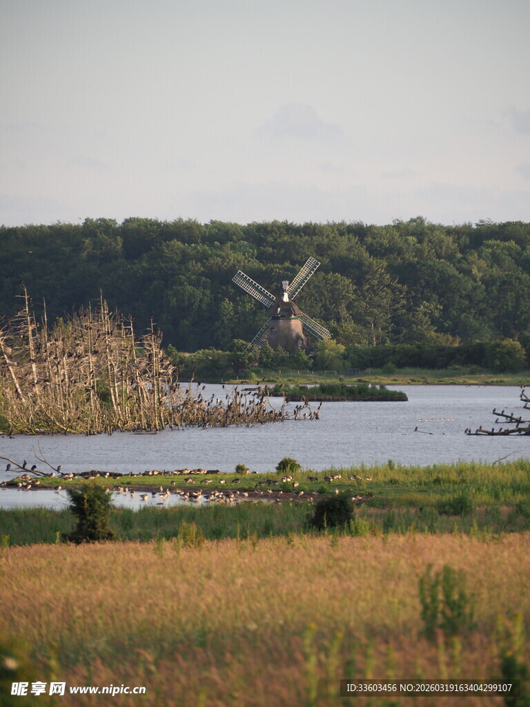 湖畔飞鸟与绿野风光