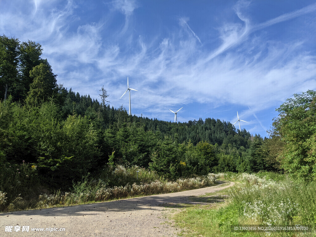山间土路旁的葱郁树林