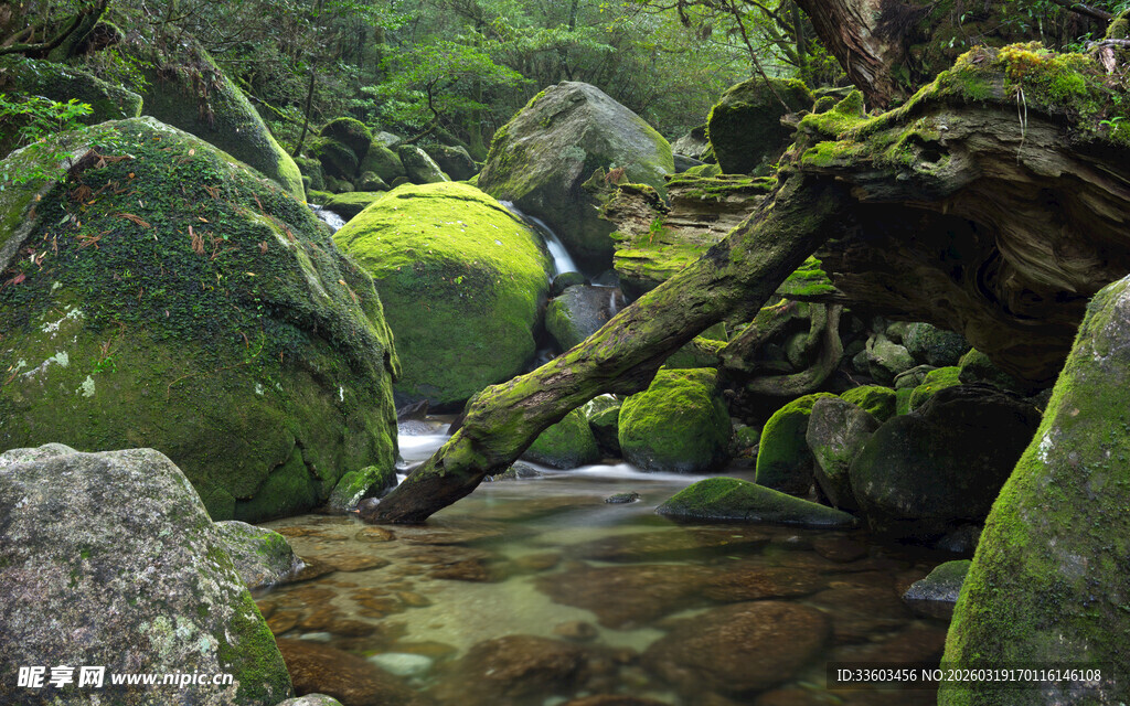 山林间的清幽溪流与绿植