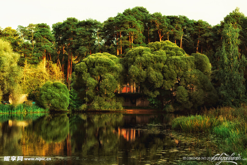 湖畔葱郁树林中的静谧景致