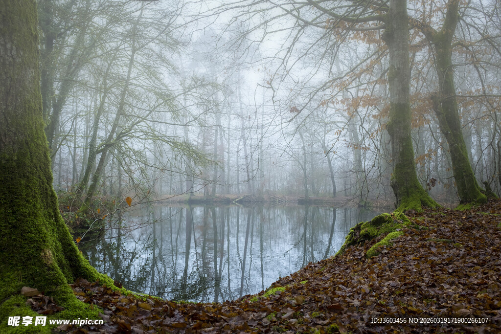 雾中湖畔森林静谧景象