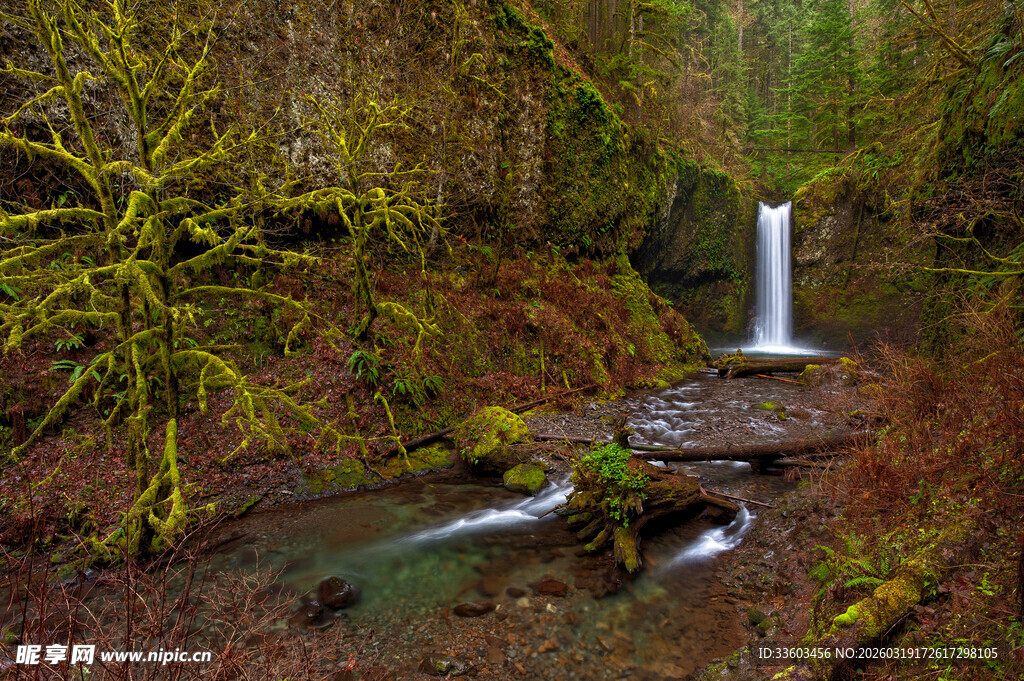森林中的静谧小瀑布